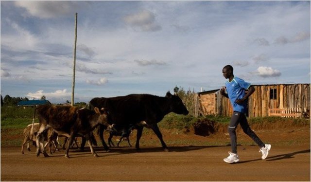 kenya-run-cows